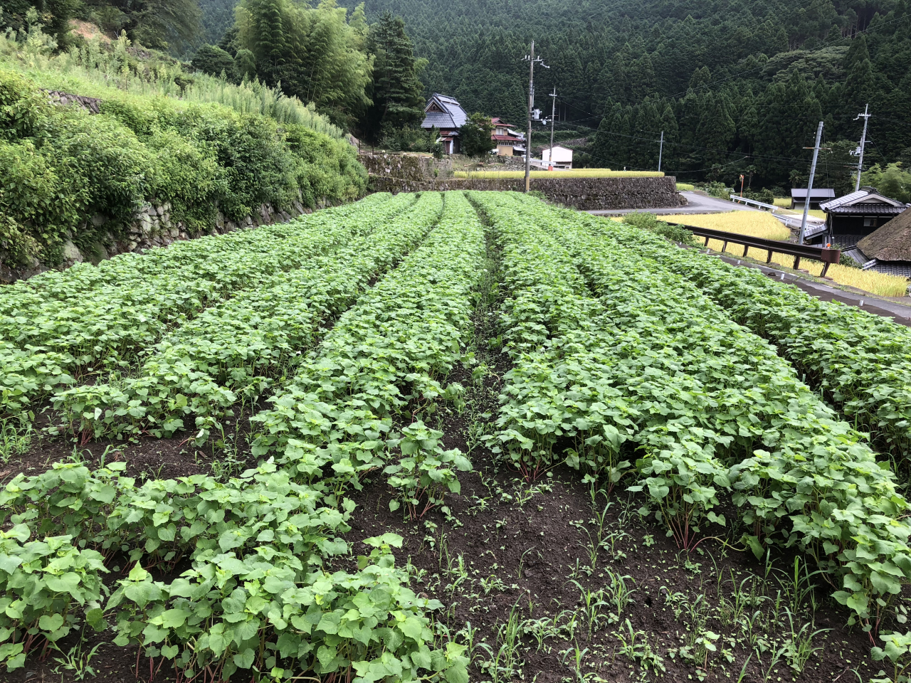 2018年 蕎麦の生育状況 - 正巳さんの田圃（中垣内）