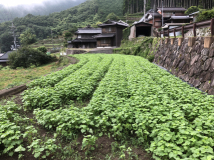 2018年 蕎麦の生育状況 - 正巳さんの田圃（中垣内）