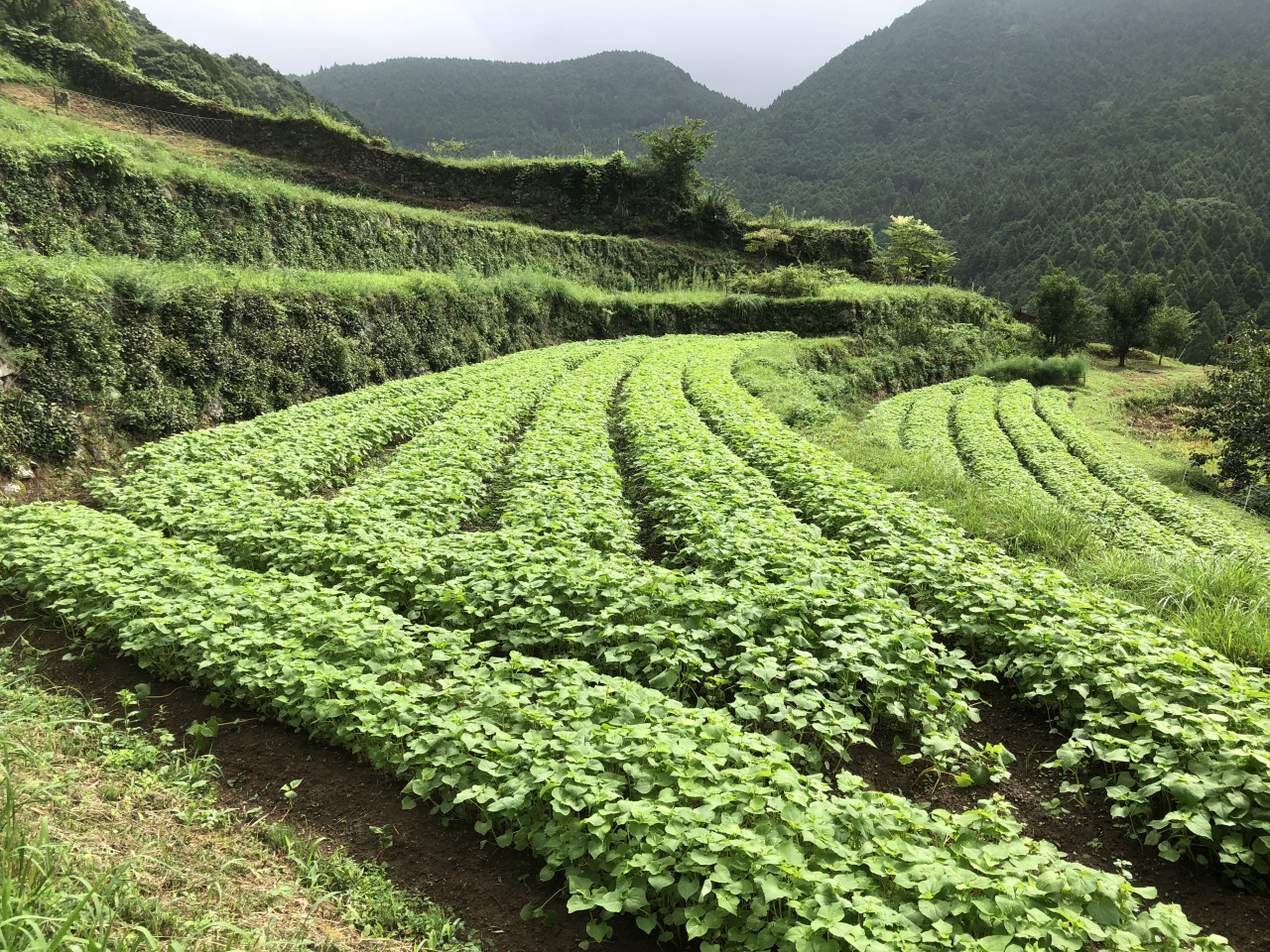 2018年 蕎麦の生育状況 - 利雄さんの田圃