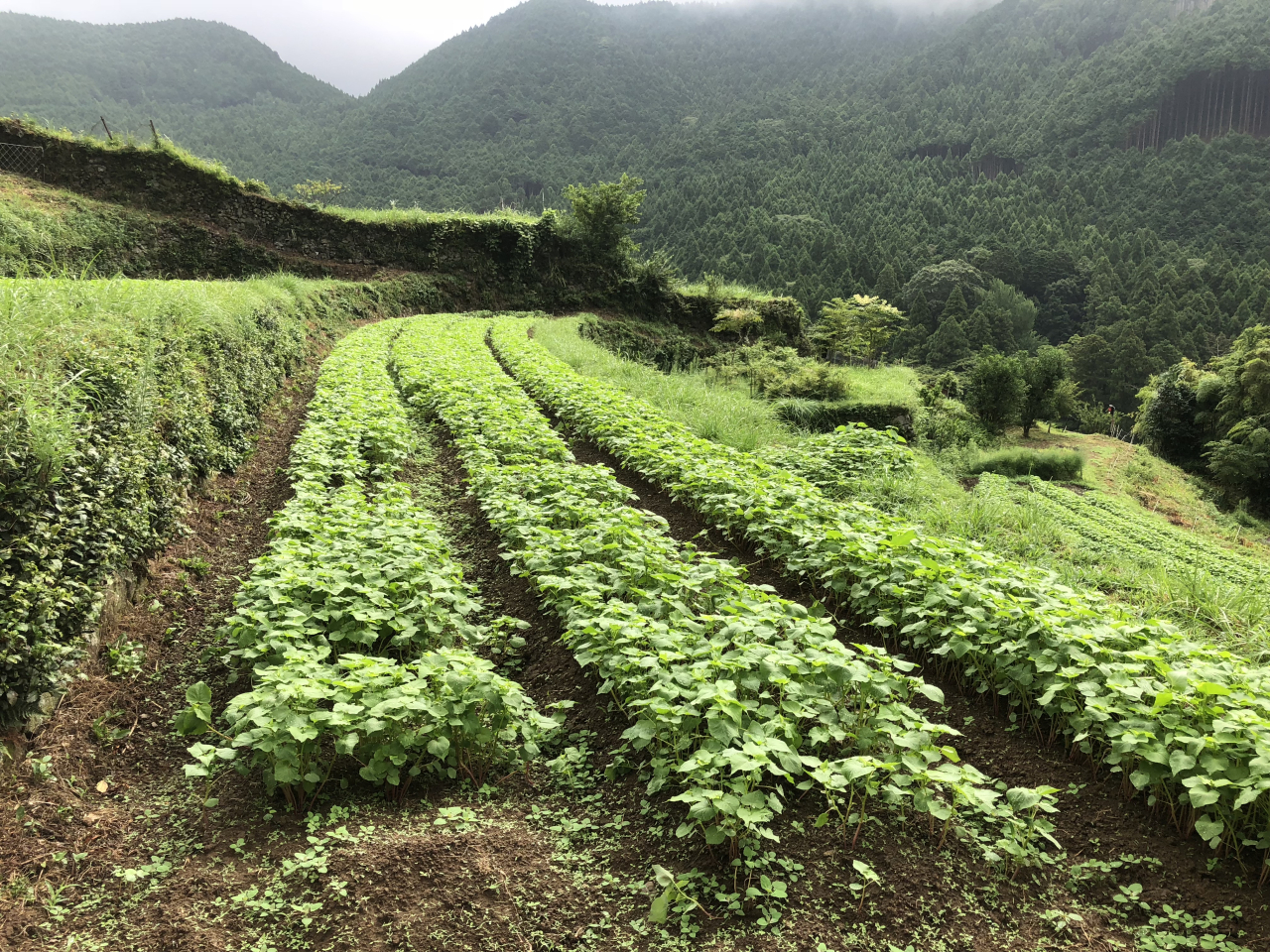 2018年 蕎麦の生育状況 - 利雄さんの田圃