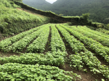 2018年 蕎麦の生育状況 - 利雄さんの田圃