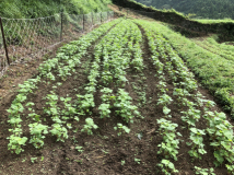 2018年 蕎麦の生育状況 - 利雄さんの田圃