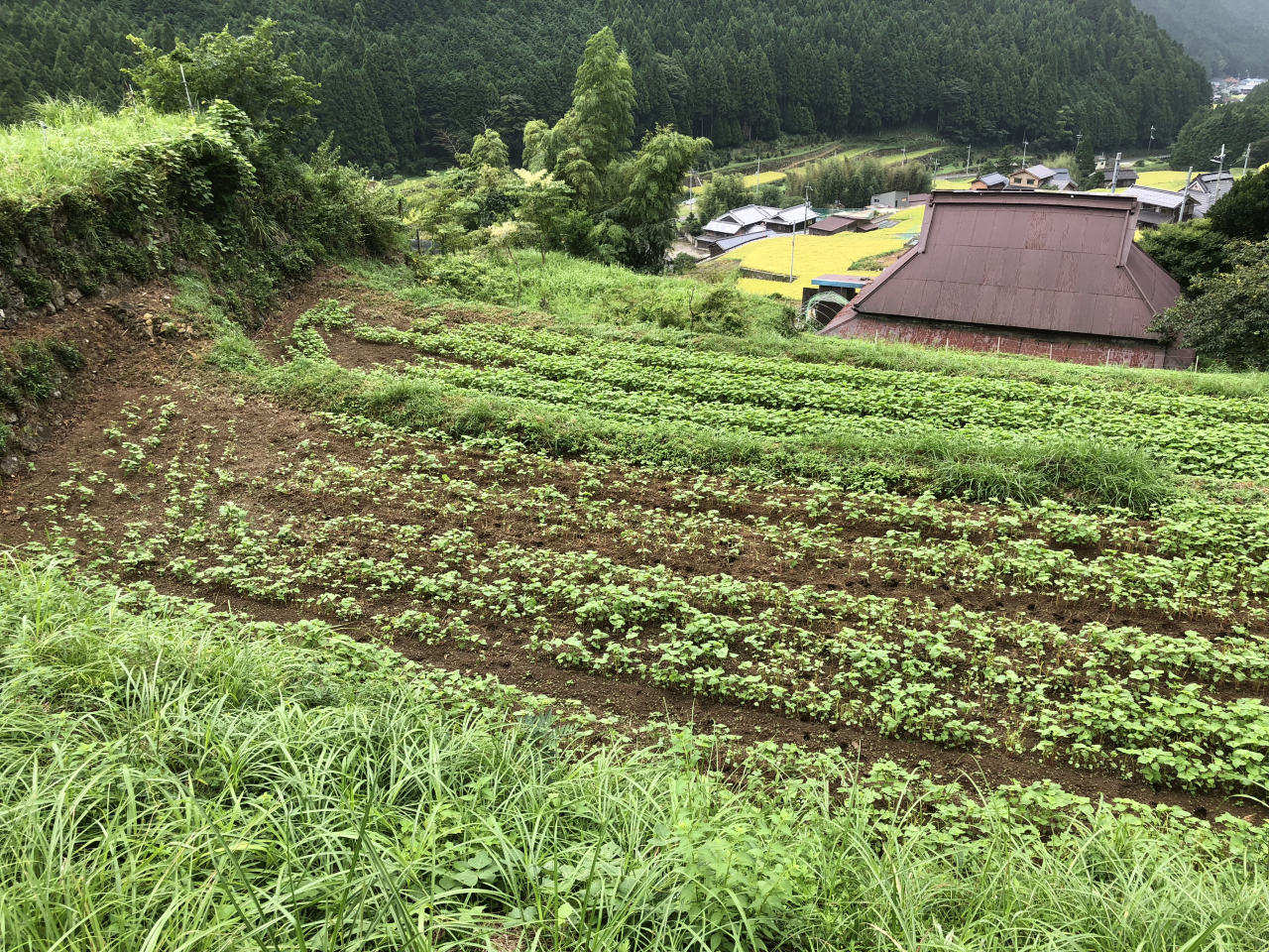 2018年 蕎麦の生育状況 - 利雄さんの田圃