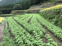 2018年 蕎麦の生育状況 - 進さんの田圃