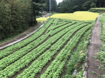 2018年 蕎麦の生育状況 - 進さんの田圃