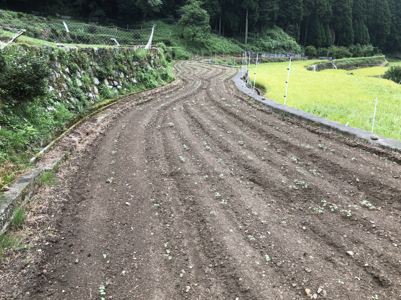 2018年 蕎麦の生育状況 - 管理人の田圃