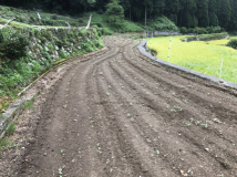 2018年 蕎麦の生育状況 - 管理人の田圃