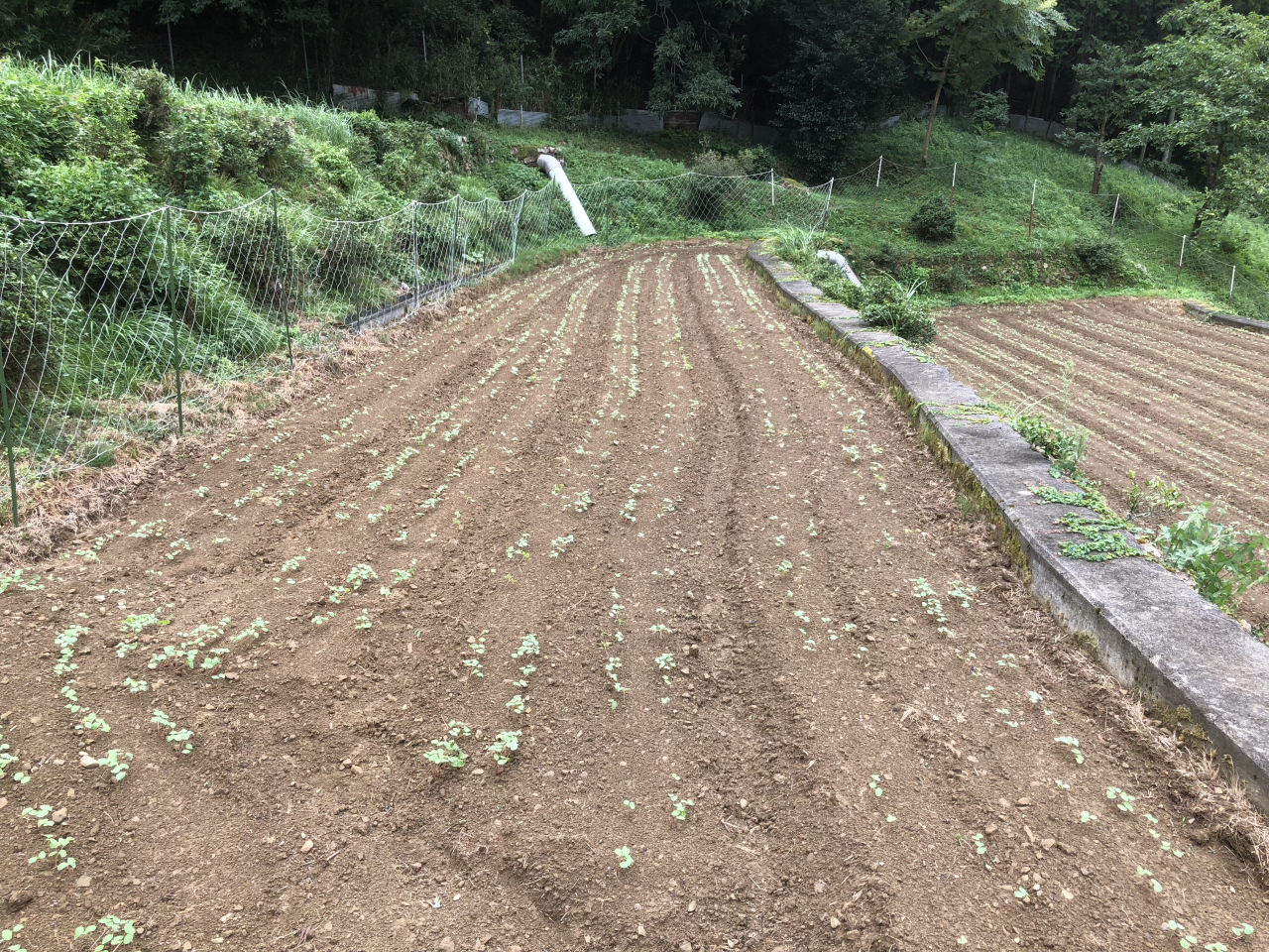 2018年 蕎麦の生育状況 - 管理人の田圃