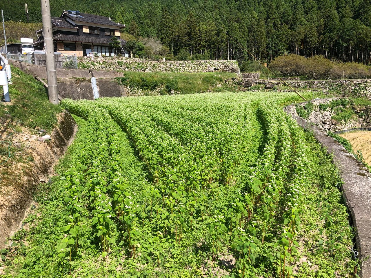 2021年 蕎麦の生育状況