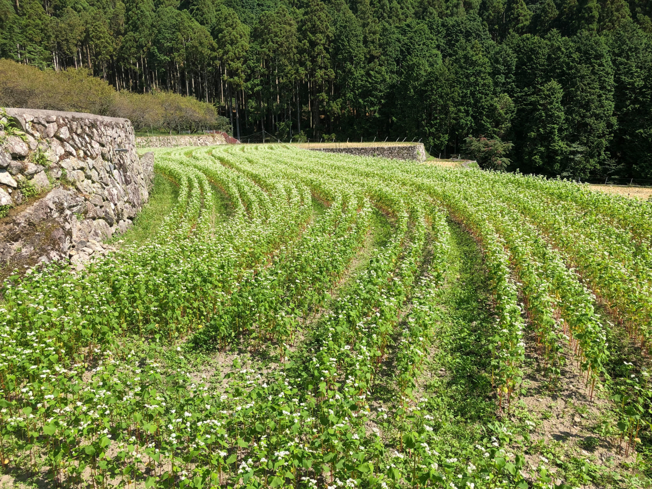 2021年 蕎麦の生育状況