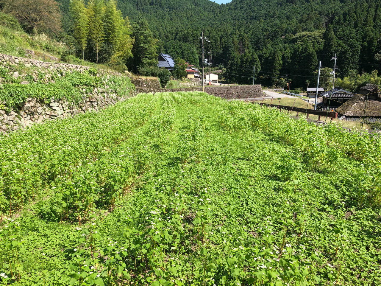 2021年 蕎麦の生育状況