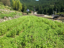 2021年 蕎麦の生育状況