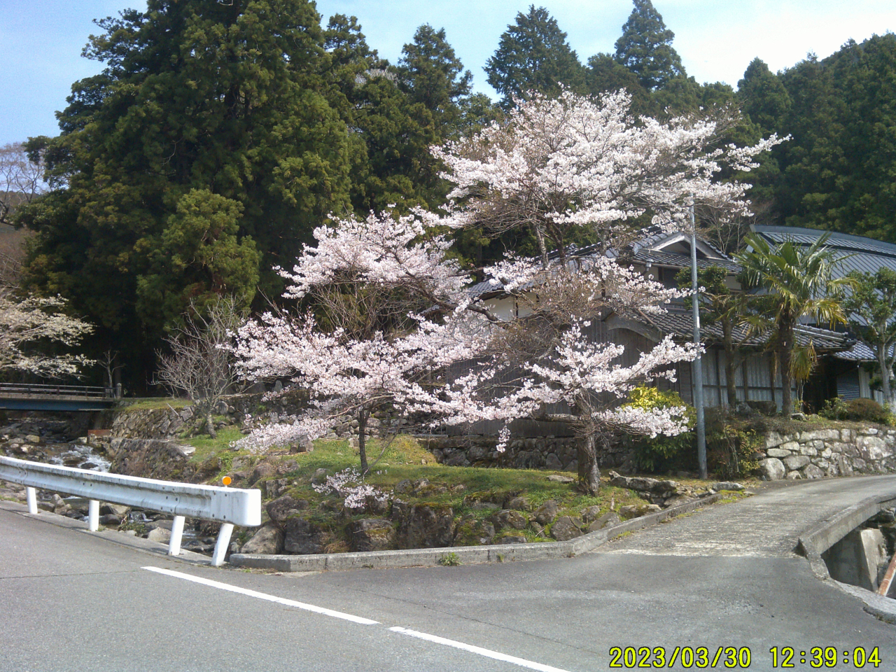 2023年春 桜