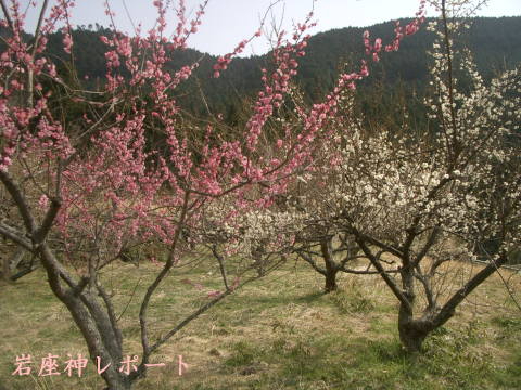 絵日記 2006-04-08 紅梅白梅