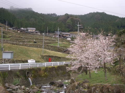絵日記 2006-04-16 桜