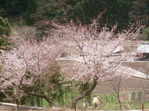 絵日記 2006-04-19 桜