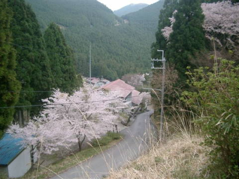 絵日記 2006-04-23 桜