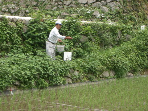 絵日記 2006-06-11 棚田オーナー 肥料散布・草刈り
