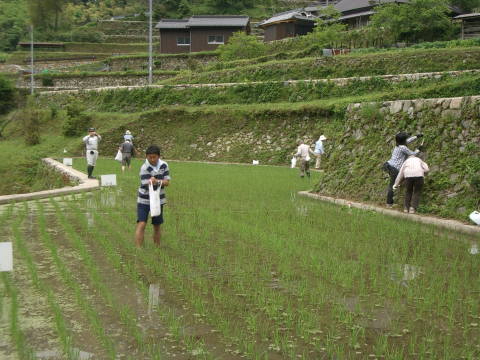 絵日記 2006-06-11 棚田オーナー 肥料散布・草刈り