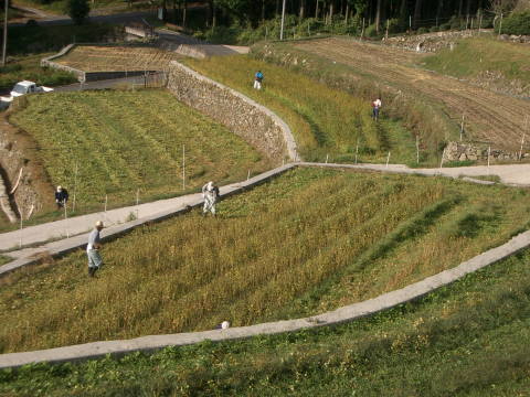 絵日記 2006-10-22 蕎麦刈取り