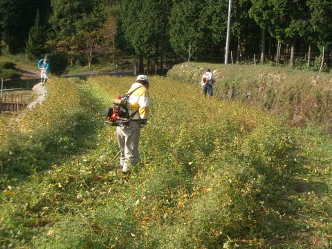 絵日記 2006-10-22 蕎麦刈取り