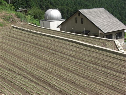 絵日記 2007-08-24 蕎麦の発芽