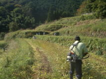 絵日記 2007-10-22 蕎麦刈取り