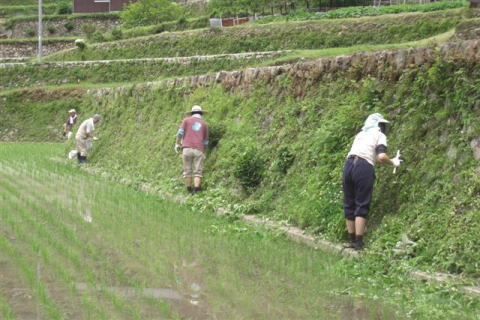絵日記 2008-06-15 棚田オーナー草刈・肥料撒布