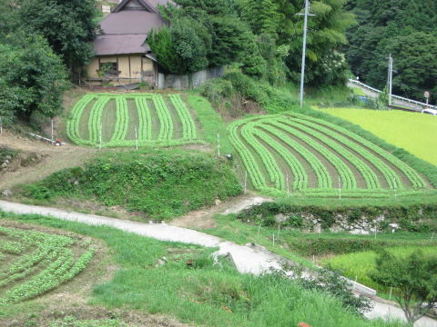 絵日記 2008-08-31 蕎麦の生育状況