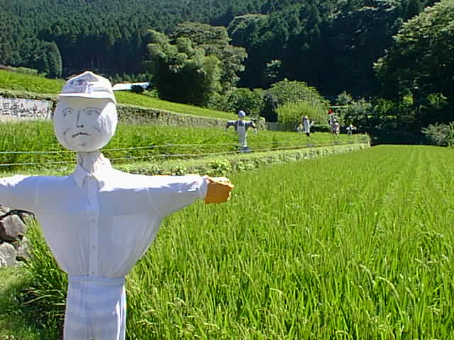 棚田オーナー田の案山子