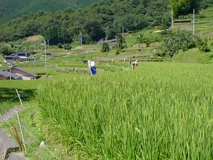 棚田オーナー田