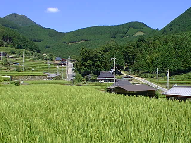 岩座神の棚田