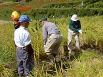 1997 棚田オーナー稲刈り