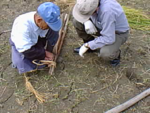 1997 棚田オーナー稲刈り
