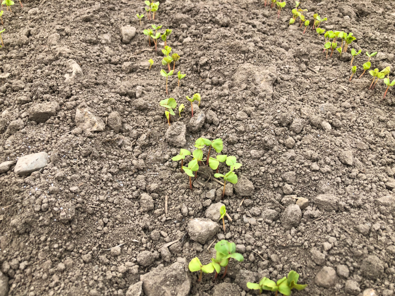 蕎麦が発芽した