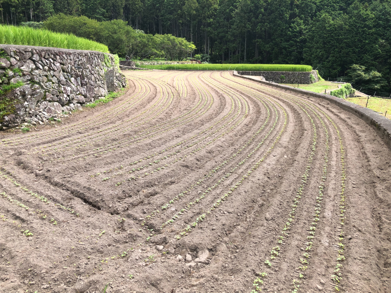 蕎麦の発芽