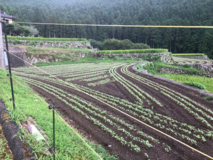 蕎麦の生育状況