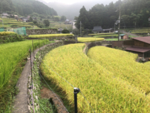 田圃
