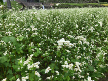 蕎麦の花