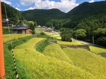 黄色く色づいた棚田