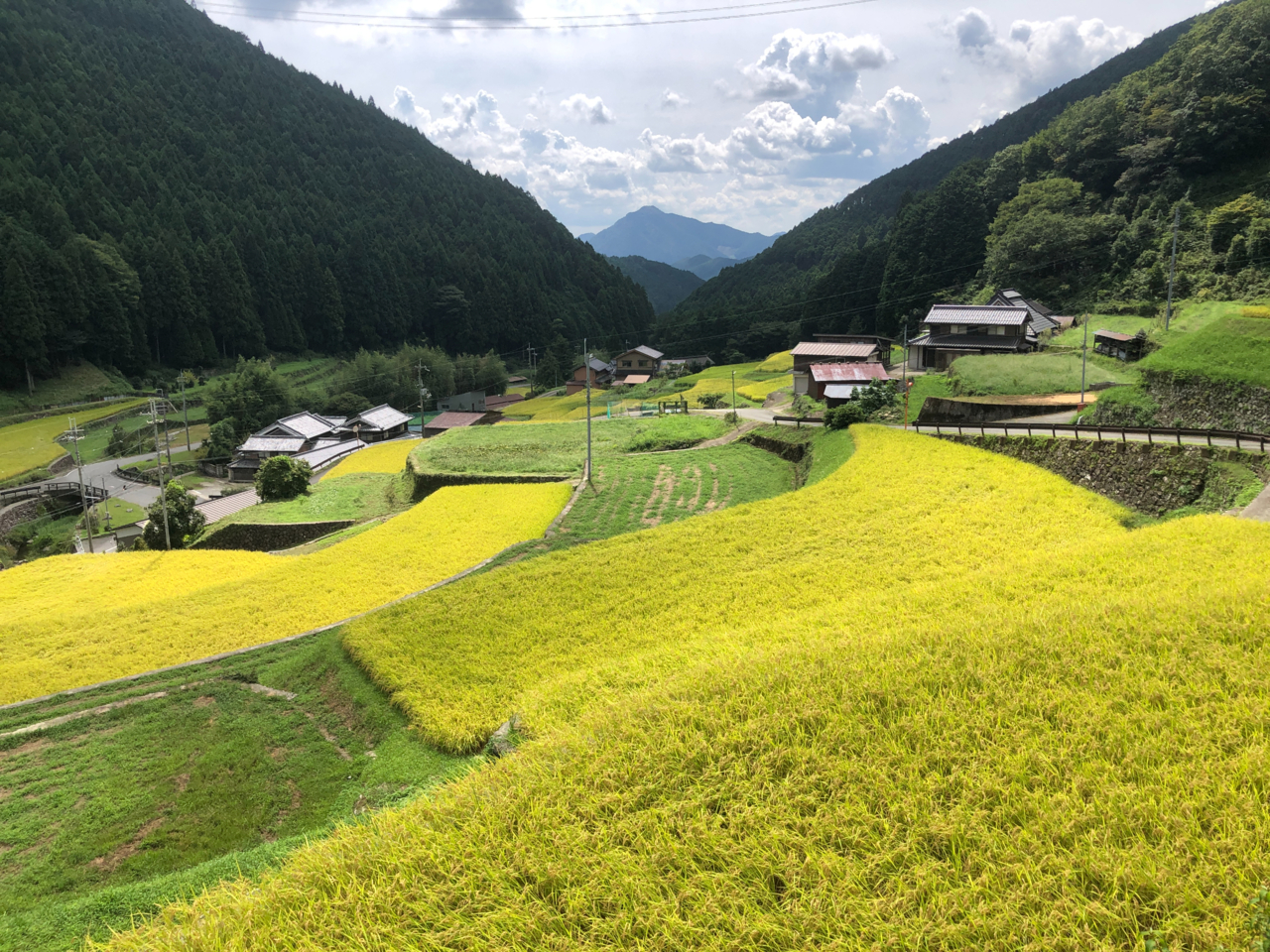 もうすぐ稲刈り