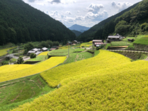 もうすぐ稲刈り